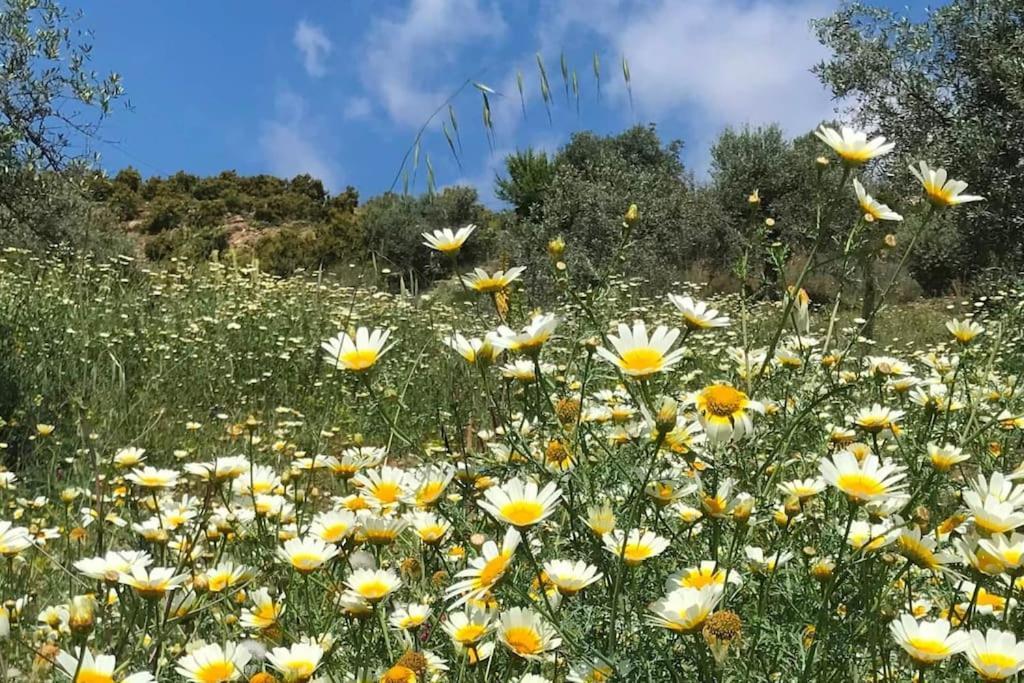 Penthouse Apartment, Cortijo Fruitful Hills Malaga Zewnętrze zdjęcie