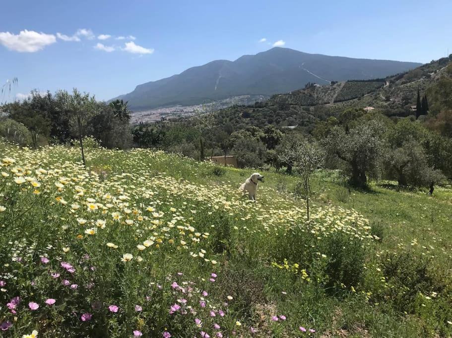 Penthouse Apartment, Cortijo Fruitful Hills Malaga Zewnętrze zdjęcie